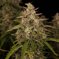 Chronic Ryder BX autoreg