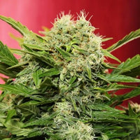 Chronic Ryder BX autofem