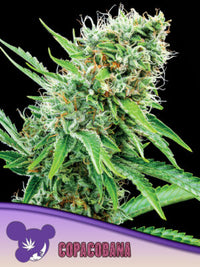 Copacobana, Landraces