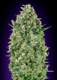 Critical Poison