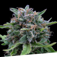 Critical Regular