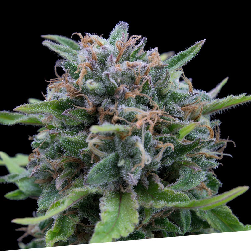 Critical Regular