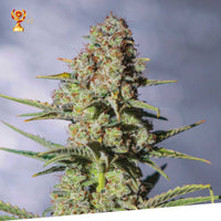 Critical