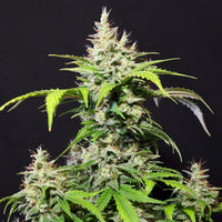 DC Cure 1:1