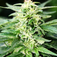 Deepforest Super Auto