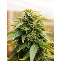 Deepforest Super Auto
