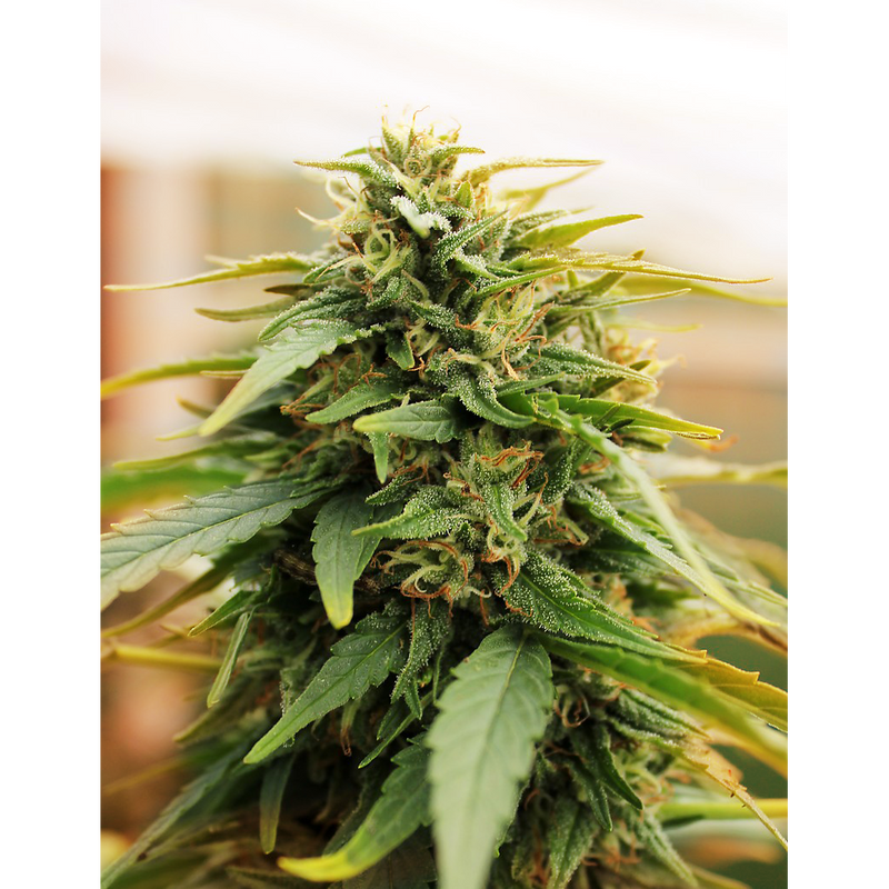 Deepforest Super Auto