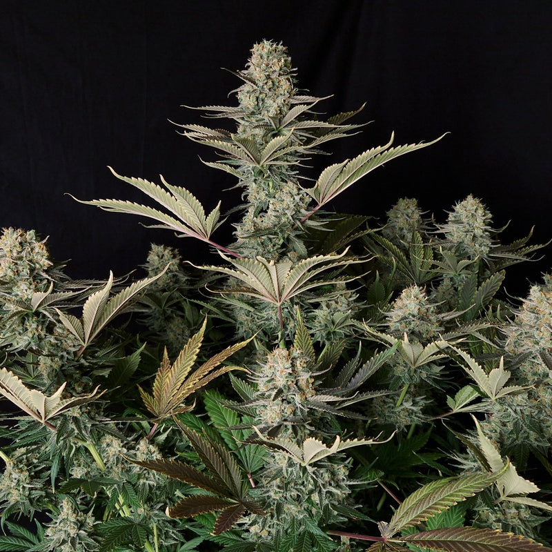 DC Kush regular