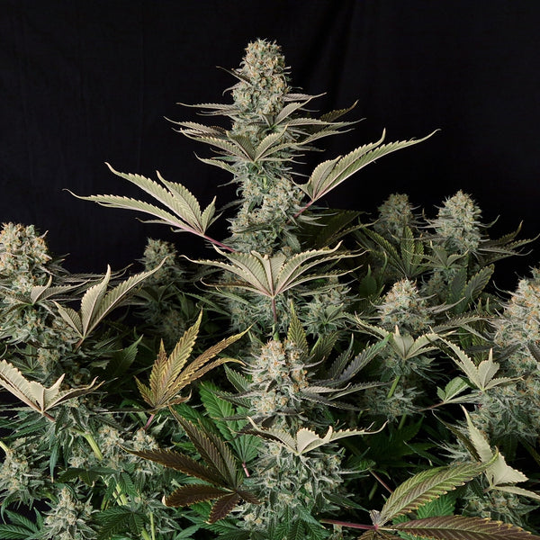 DC Kush regular