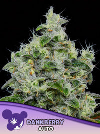 Dankberry Auto