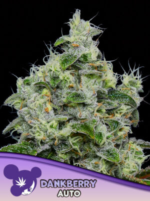 Dankberry Auto