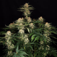 Diesel Fast F1 BX Regular