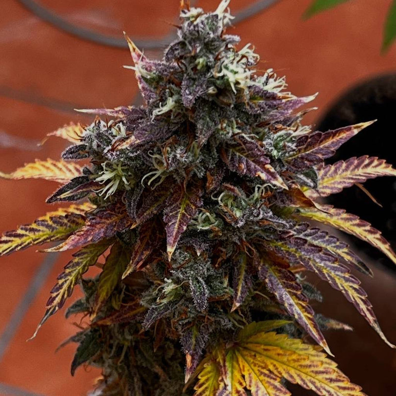 Diesel Ryder BX autoreg