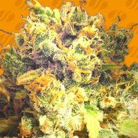 Dr Bruce Banner CBD Strain