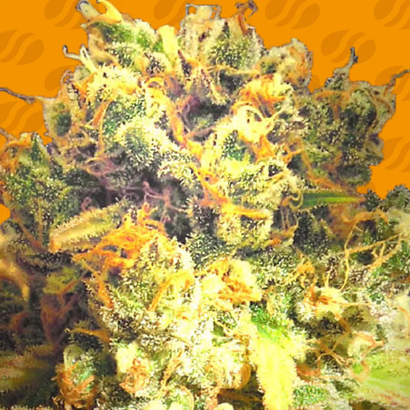 Dr Bruce Banner CBD Strain