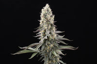 El Dorado OG