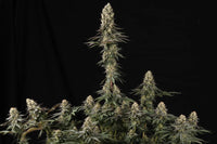 El Dorado OG