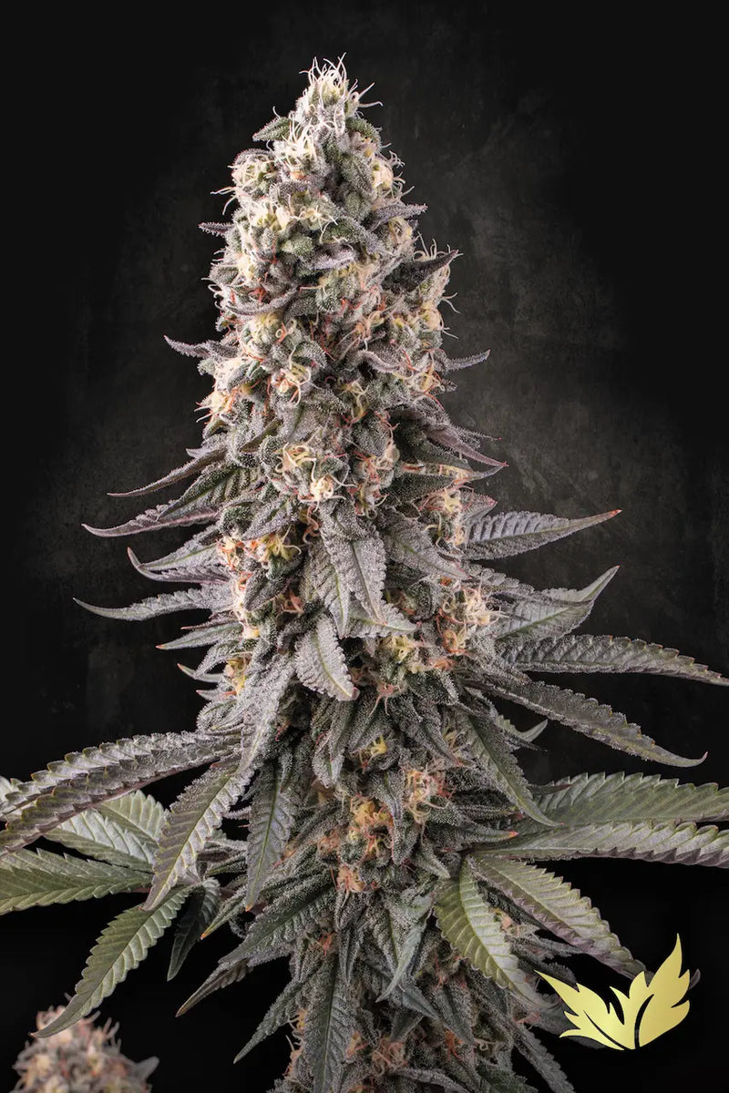 El Dorado OG