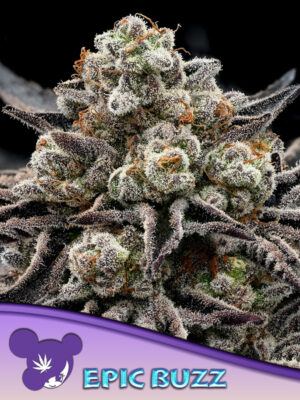 EPIC BUZZ®