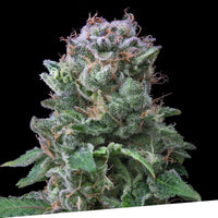 Exclusive Cookies