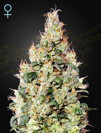 Exodus Cheese Auto CBD (Feminised)