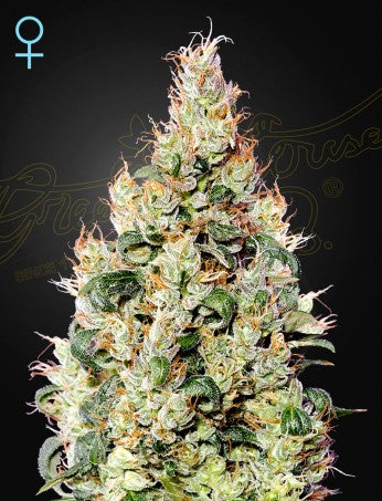 Exodus Cheese Auto CBD (Feminised)