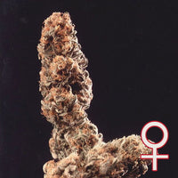 Afghani Special Regular®