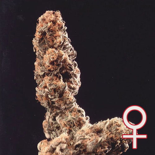 Afghani Special Regular®