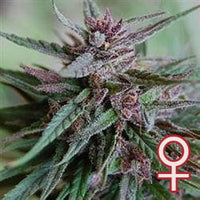 Bahia Black Head Feminized®