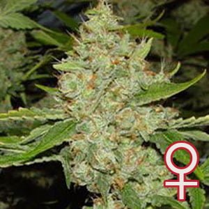 Brains Choice® (Fem)