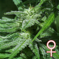 Brains Damage® (Fem)