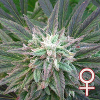 Brains Escape® (Fem)