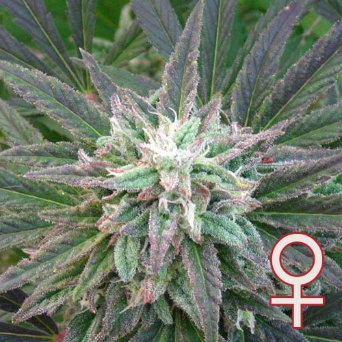 Brains Escape® (Fem)