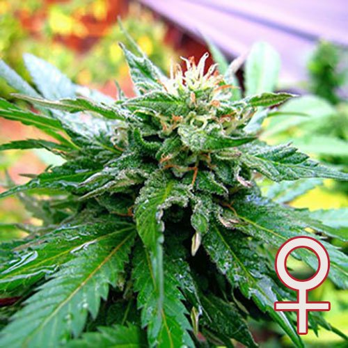 California Special® (Fem)