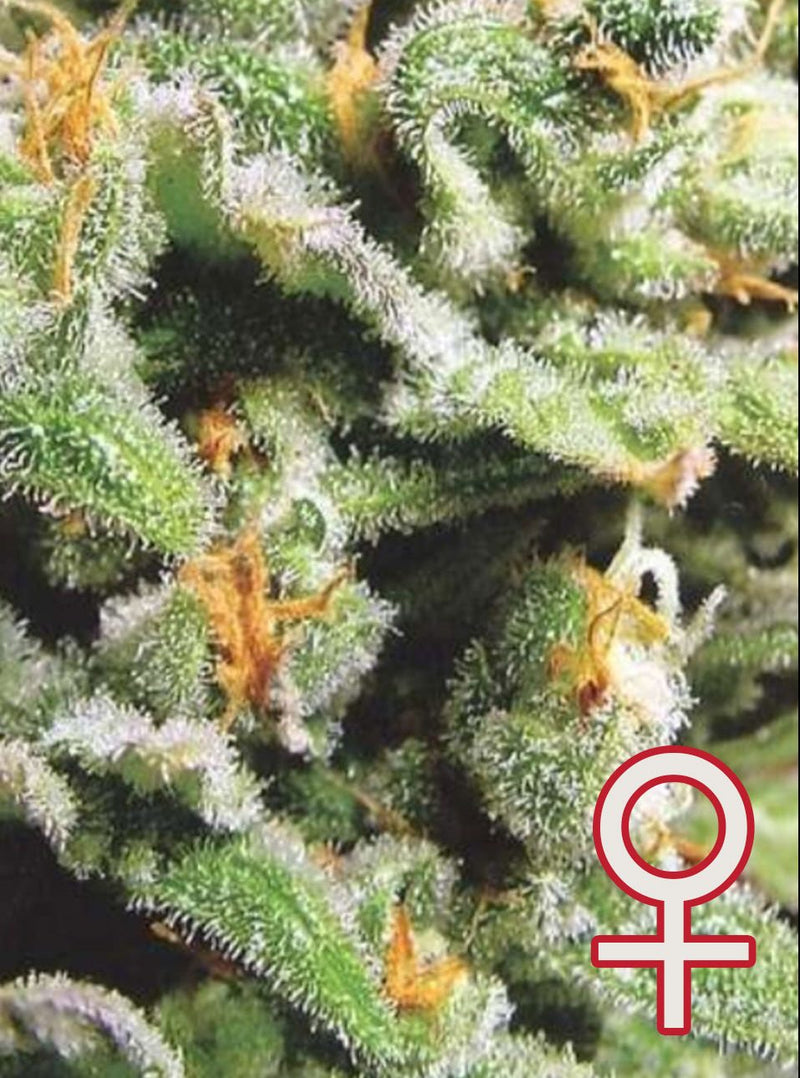 Cristal Limit® (Fem)