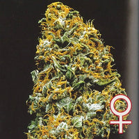 Cristal Paradise® (Fem)