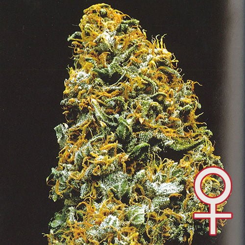 Cristal Paradise® (Fem)