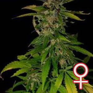 Double D® (Fem)
