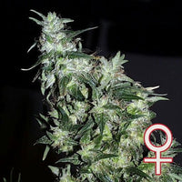 Haze Special® (Fem)
