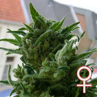 KC 33® Feminized