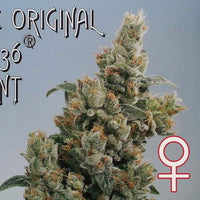 KC 36® Feminized