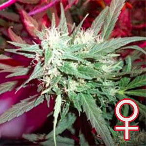 K.C. 39® (Fem)