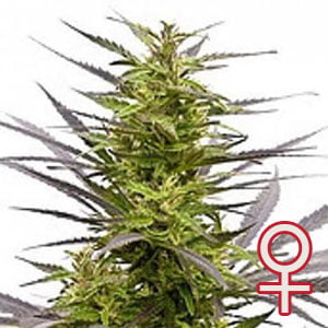 K.C. 42® (Fem)