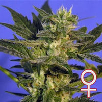 K.C. 45® (Fem)