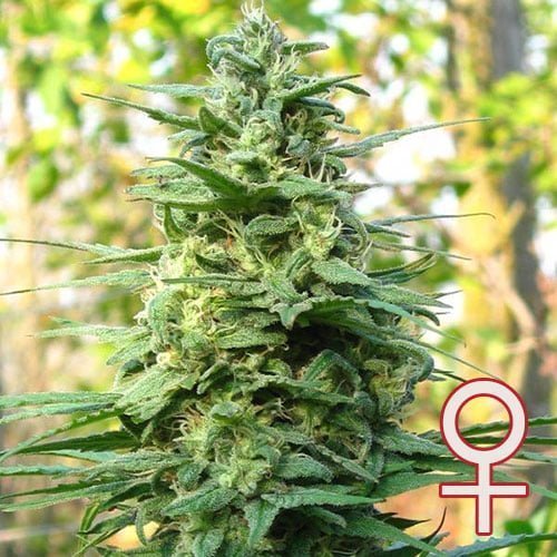 Leda Uno® Feminized