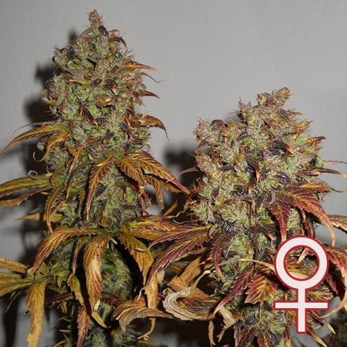 Mango® (Fem)