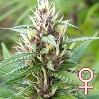 Mind Bender® (Fem)