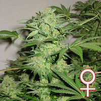 Northern Light Special® (Fem)