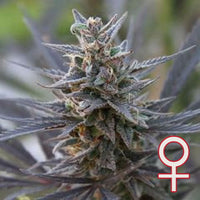 SPONTANICA® (Fem)