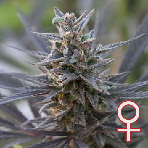 SPONTANICA® (Fem)